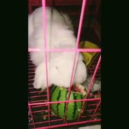 吃瓜爱萌宠,吃瓜群众的欢乐食光之旅