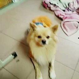 吃瓜爱萌宠,吃瓜群众的欢乐食光之旅