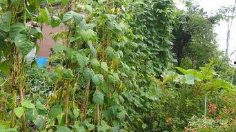 豆苗呀吃瓜,揭秘网络热词背后的趣味与思考