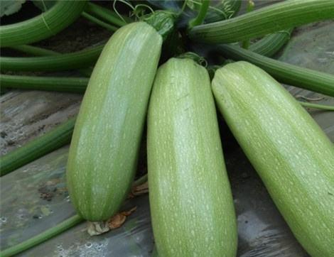 吃湿瓜有好处吗,吃湿瓜的好处与注意事项