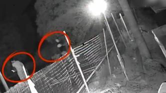 半夜偷瓜吃瓜违法吗