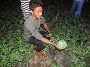 半夜偷瓜吃瓜违法吗