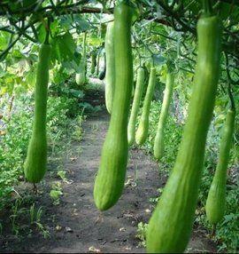 农村吃瓜八卦,揭秘乡村八卦风云