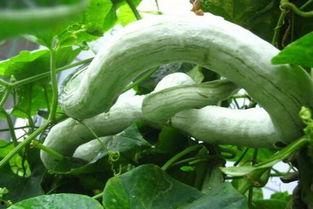 怎么吃蛇瓜好吃,解锁健康美味新选择