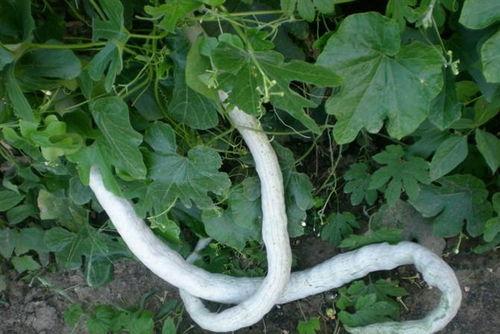 怎么吃蛇瓜好吃,解锁健康美味新选择