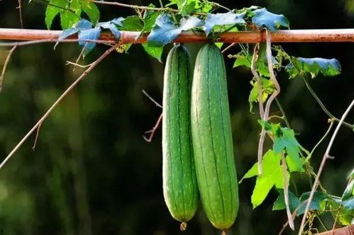 夏天吃三瓜是哪三瓜,西瓜、黄瓜、苦瓜的清凉之旅