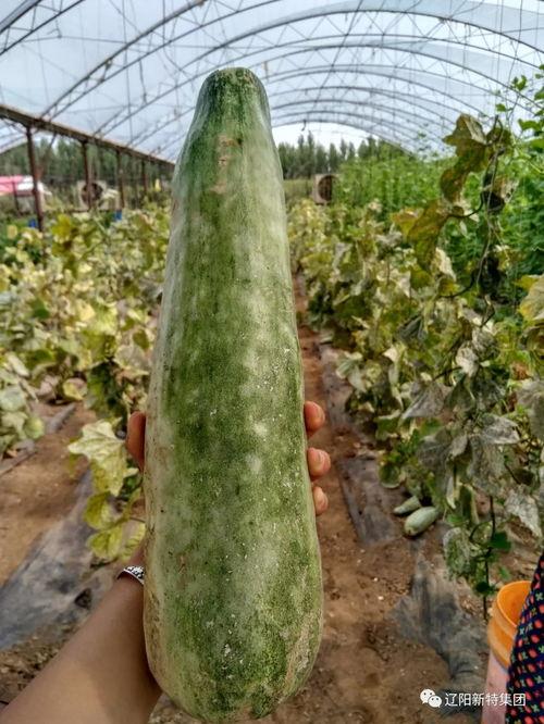 带你吃很多瓜,带你领略娱乐圈的甜蜜瓜果盛宴