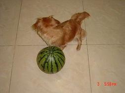 狗狗吃瓜趣事视频,狗狗吃瓜趣事大盘点