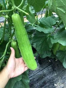 18吃瓜网,18吃瓜网带你领略明星幕后故事