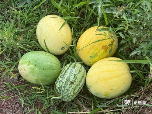 韩城吃瓜响子队,揭秘民间艺术魅力