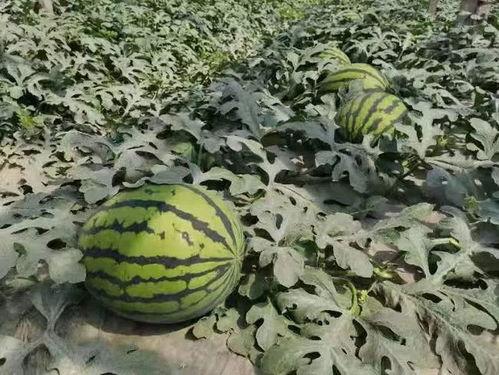 寿光天天吃瓜,天天吃瓜，乐享田园生活