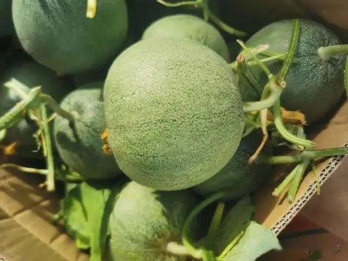 鄂州吃瓜资源在线,解锁本地特色美食之旅