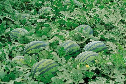 吃瓜李鲜鲜,揭秘娱乐圈幕后故事