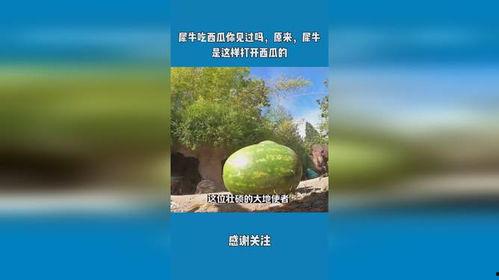 犀牛吃瓜,探寻大自然的神奇食趣