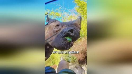 犀牛吃瓜,探寻大自然的神奇食趣