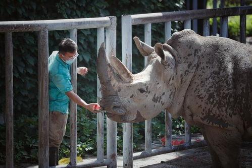 犀牛吃瓜,探寻大自然的神奇食趣