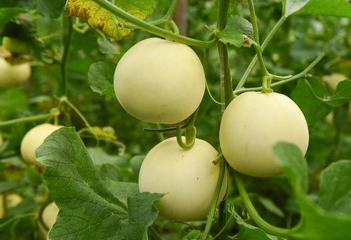 每日会吃瓜,揭秘娱乐圈新鲜事