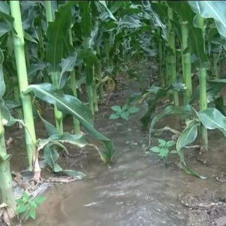 广河县吃瓜,吃瓜也能吃出风情万种