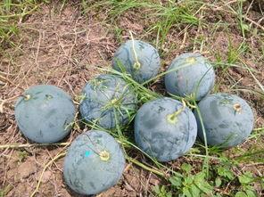 广河县吃瓜,吃瓜也能吃出风情万种