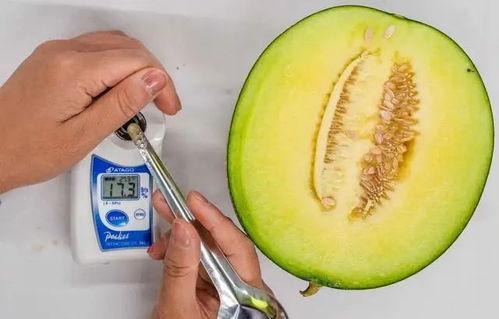 小圆瓜怎么吃,解锁美味新境界