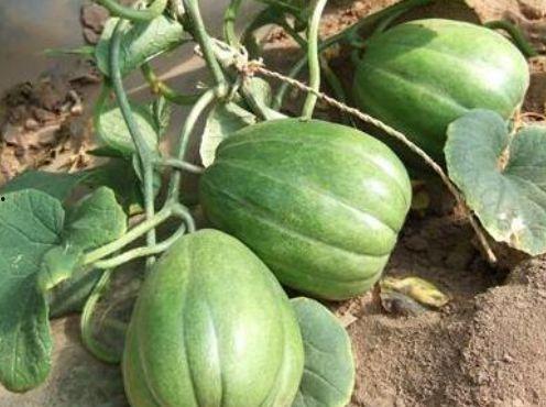 小圆瓜怎么吃,解锁美味新境界