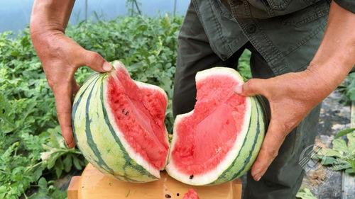 吃的瓜都熟了,揭秘娱乐圈那些不得不说的秘密