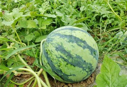 吃的瓜都熟了,揭秘娱乐圈那些不得不说的秘密