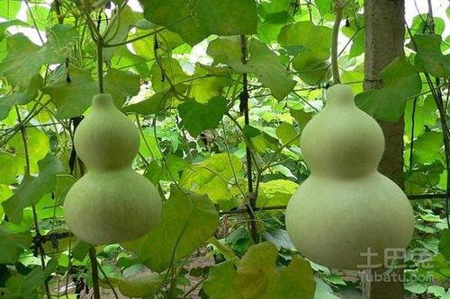 嫩葫芦瓜吃,家常烹饪新宠