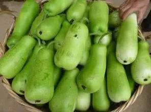 嫩葫芦瓜吃,家常烹饪新宠