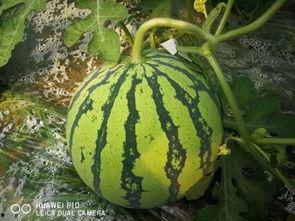 吃大瓜网,吃大瓜网带你领略明星幕后故事