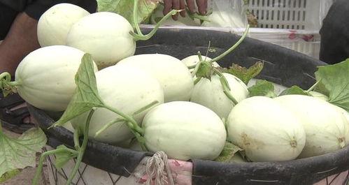 萧山冰淇淋吃瓜,一场吃瓜群众的狂欢盛宴