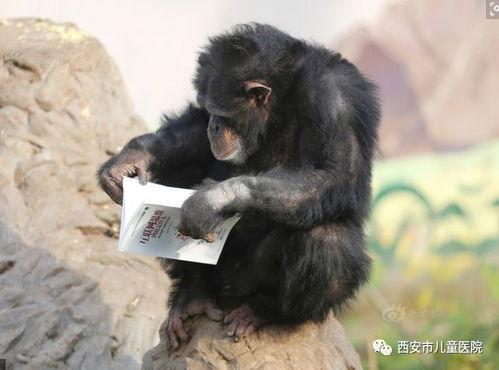 吃瓜女孩猩猩,揭秘娱乐圈背后的那些事儿